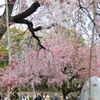 桜に集まる人々