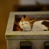 ミニチュアの世界　箱の中の猫