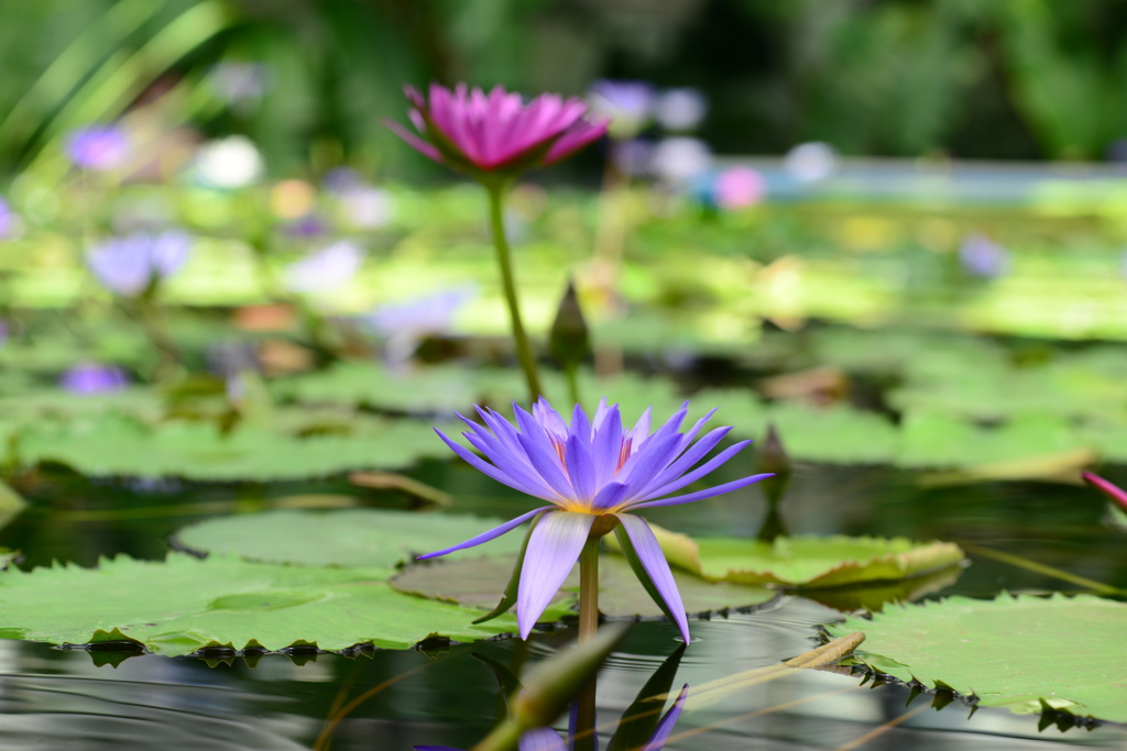 花が綺麗と思える人は