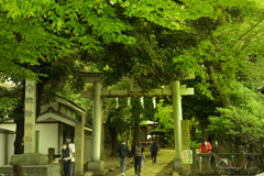 諏訪神社の緑