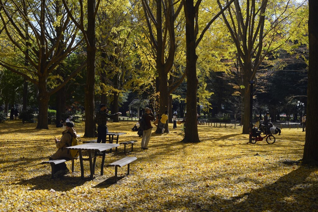 銀杏並木でなごむ人達