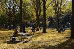 銀杏並木でなごむ人達