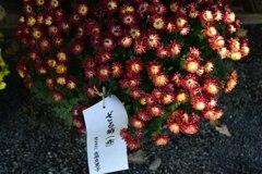 明治神宮に飾られた菊