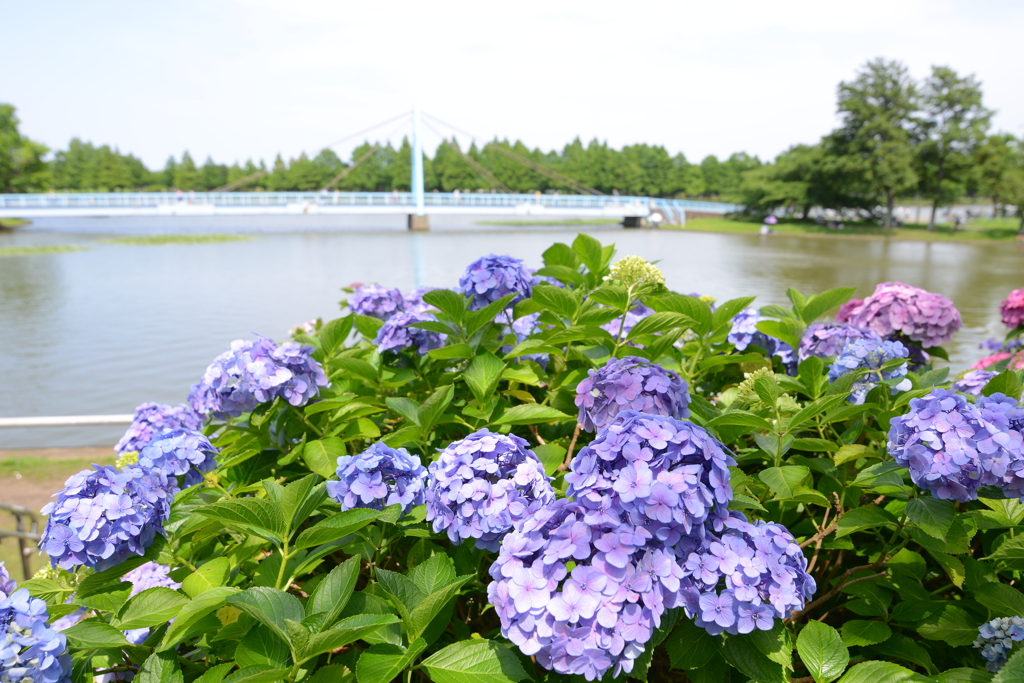 水元公園の紫陽花