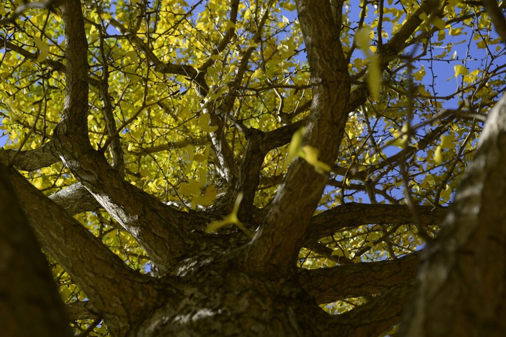 葉っぱが黄色いなぁ