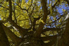 葉っぱが黄色いなぁ