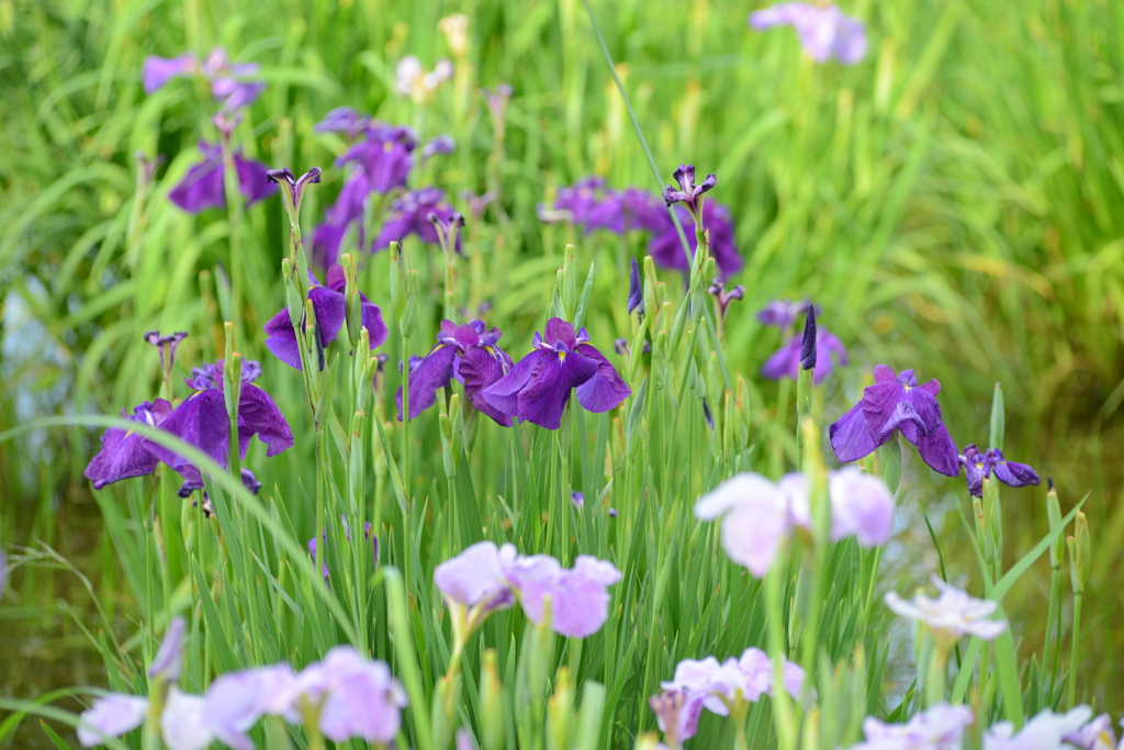 菖蒲まつり　水元公園にて