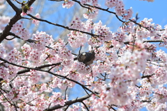 桜に鳥