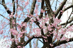 今年も桜が見れました