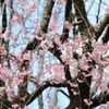 今年も桜が見れました