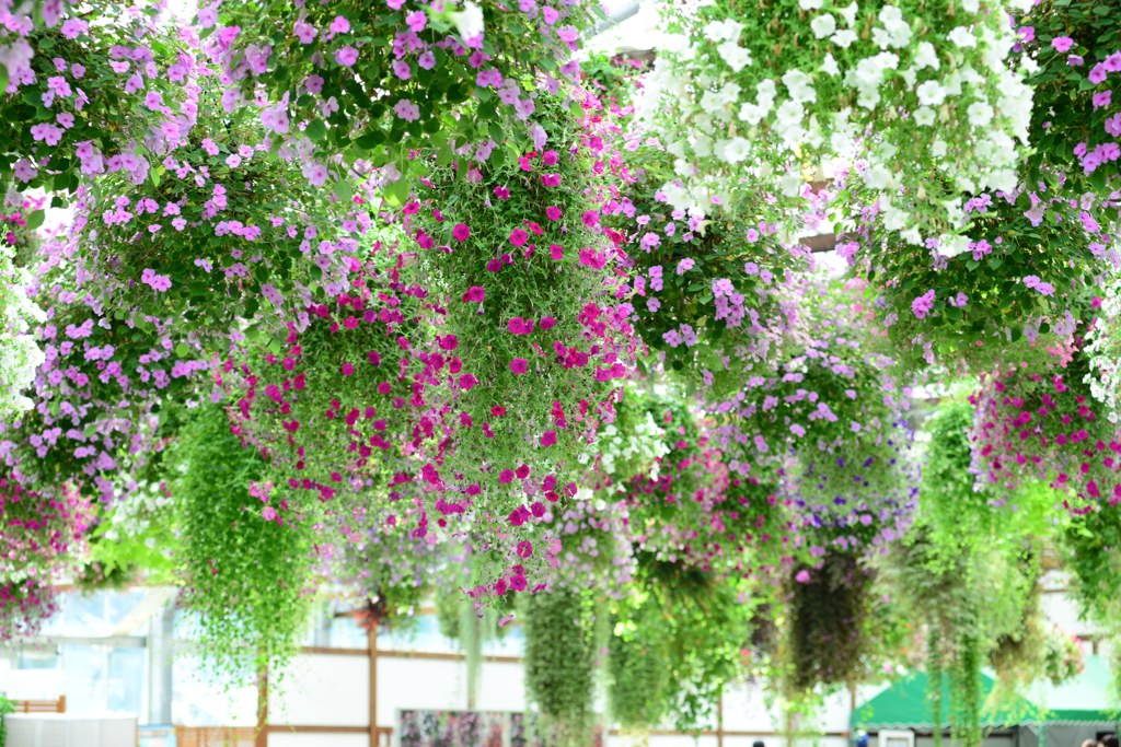 花の天井