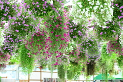 花の天井