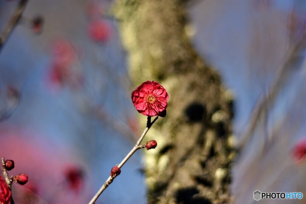 梅の花