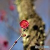 梅の花