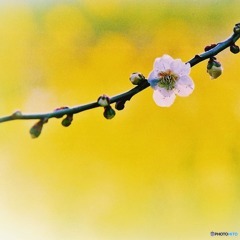 桜と菜の花