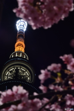 東京スカイツリーと河津桜