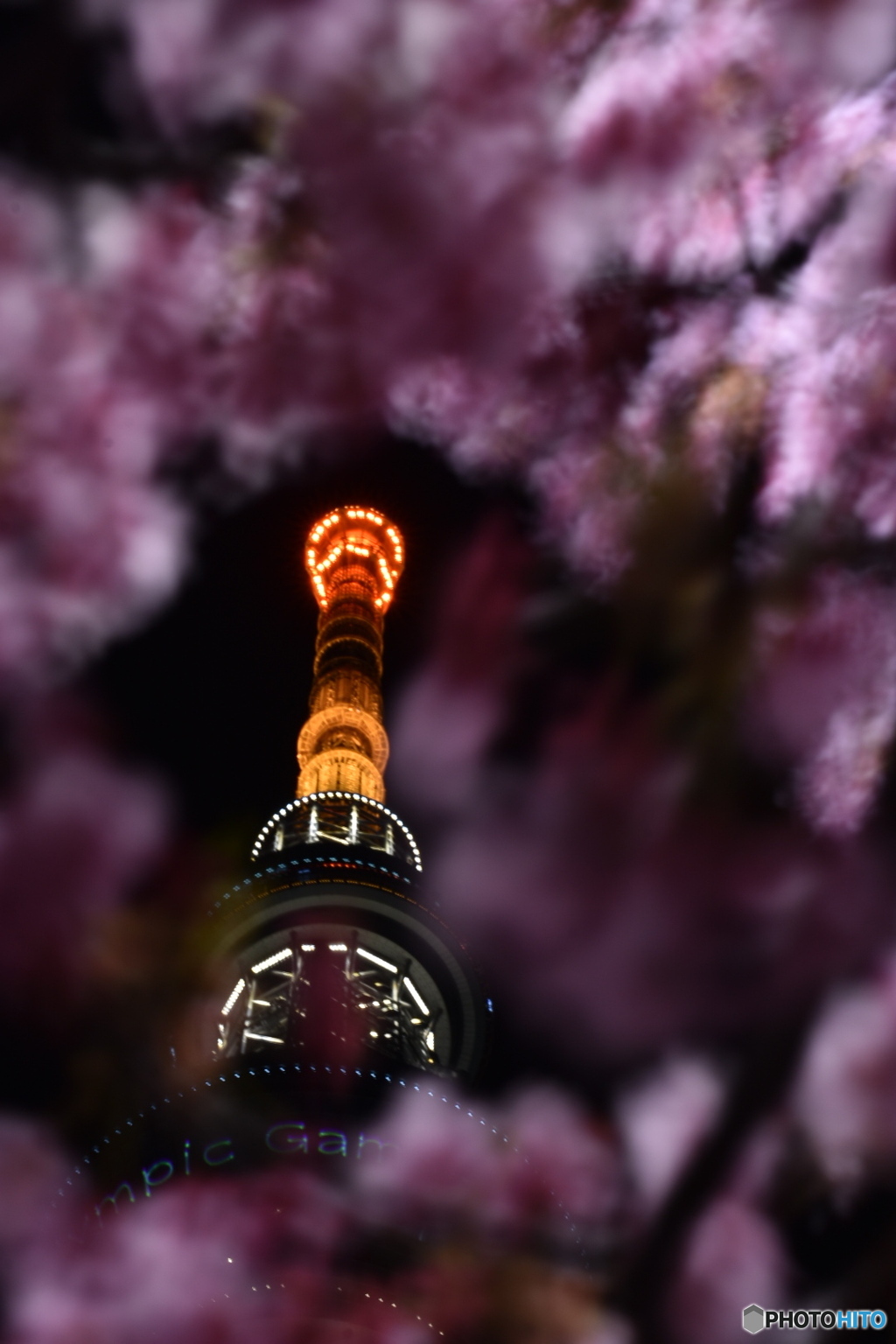 夜の東京スカイツリーと河津桜