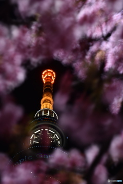 夜の東京スカイツリーと河津桜