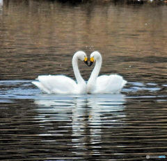 白鳥のハートマーク