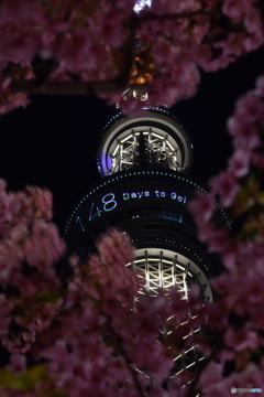 東京スカイツリーと河津桜