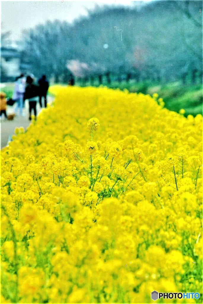 権現堂の菜の花畑