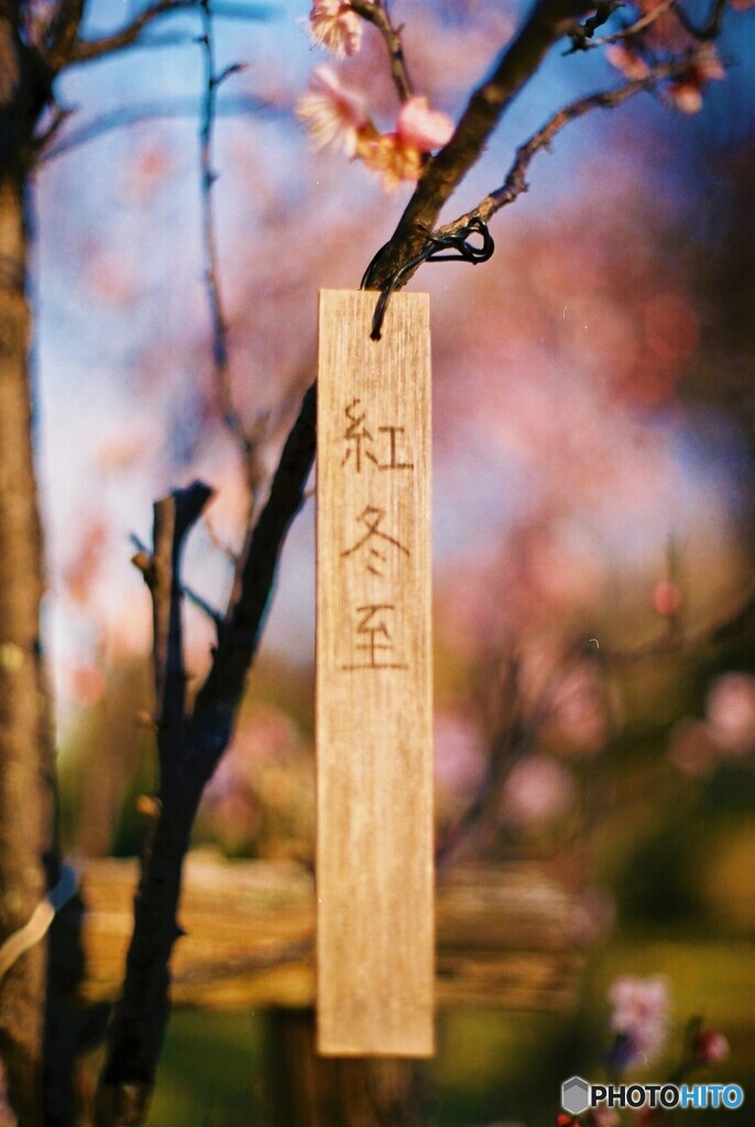 梅