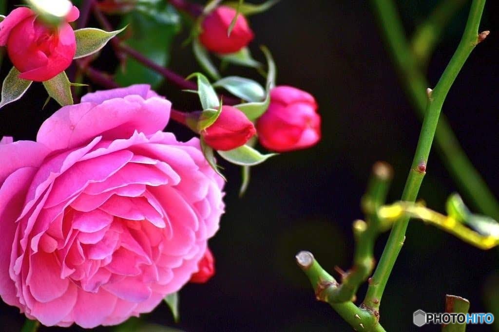 ピンクの薔薇