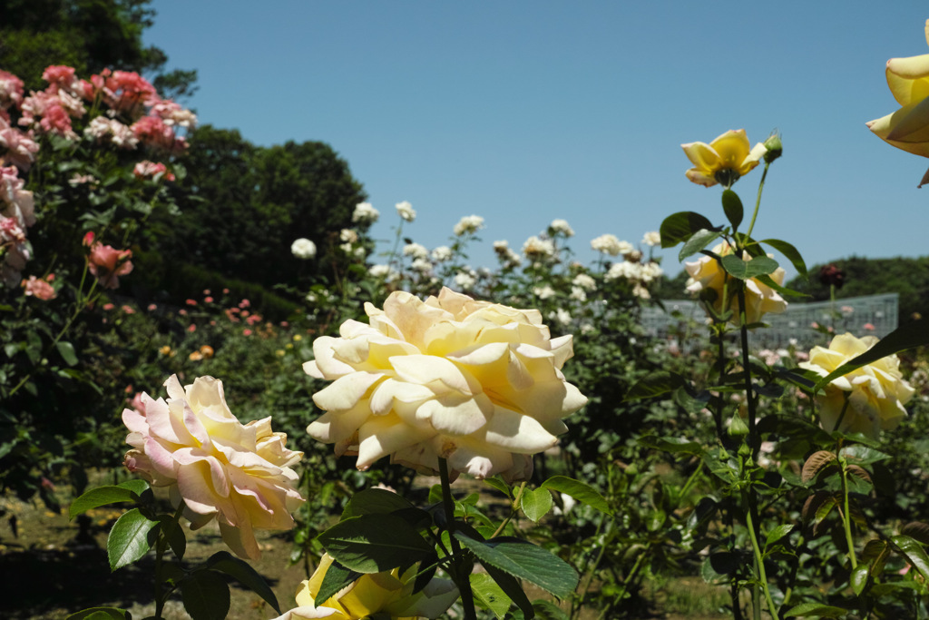 DP2M0948