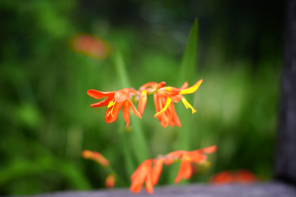SDIM0138