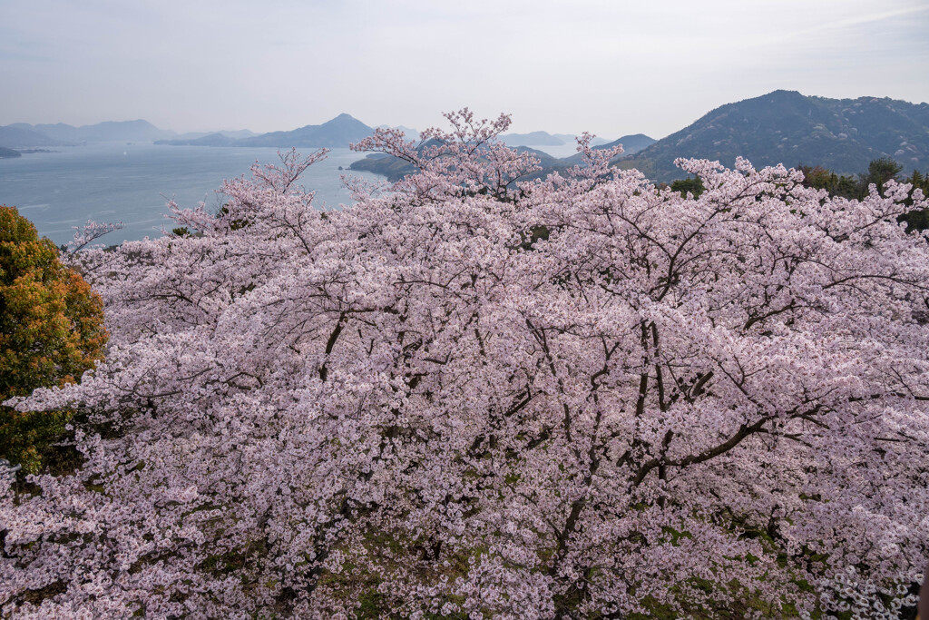 開山公園　展望台より