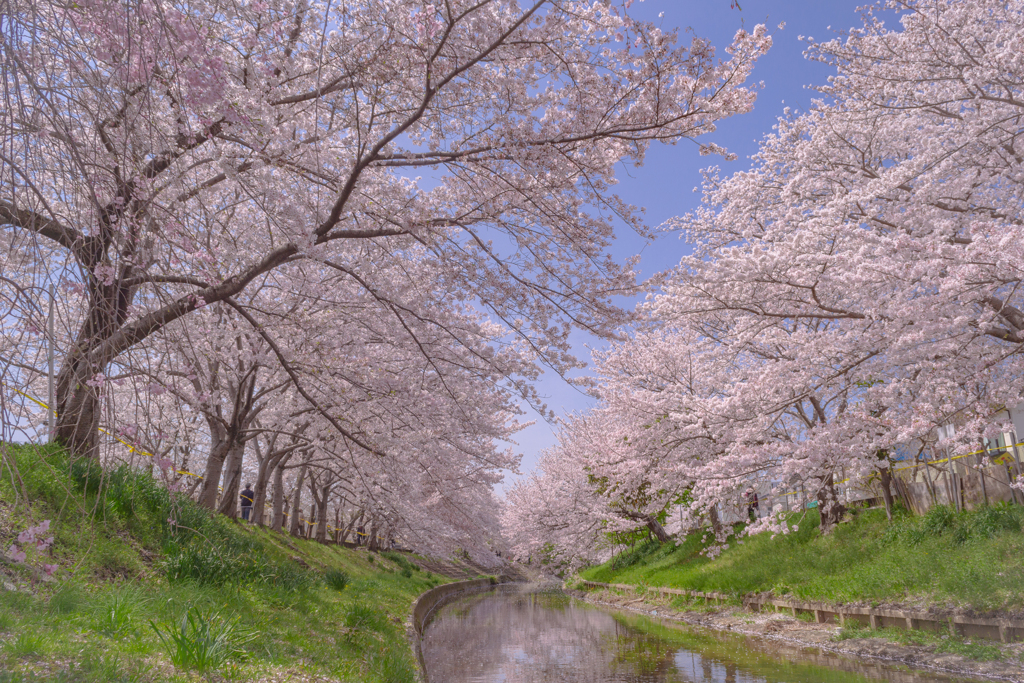 奈良市・佐保川の桜