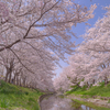 奈良市・佐保川の桜