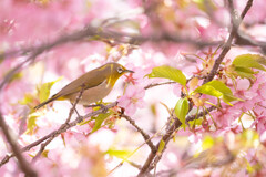 メジロと河津桜と