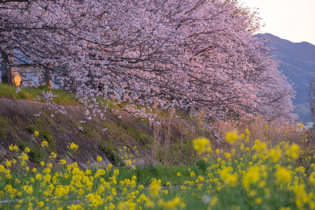 春の夕方の河川敷