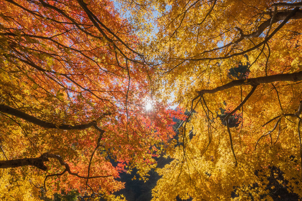 紅葉２