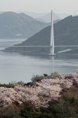 しまなみ海道と桜