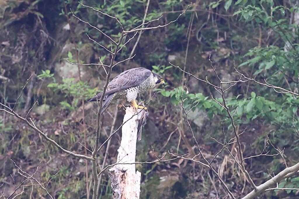 ハヤブサ撮影と山の新緑