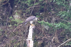 ハヤブサ撮影と山の新緑
