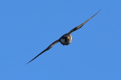 野鳥ハヤブサ撮影
