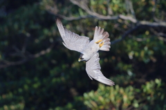野鳥ハヤブサ撮影