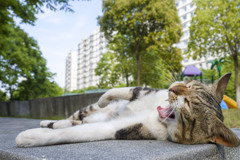 今日も眠いニャー