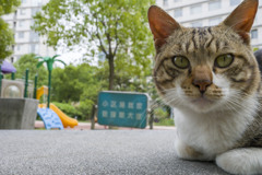 ここが私の団地