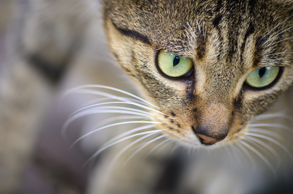 小猫