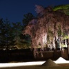 高台寺のしだれ桜