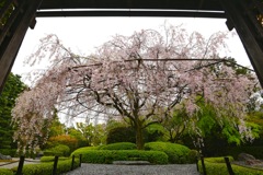 妙心寺退蔵院の桜