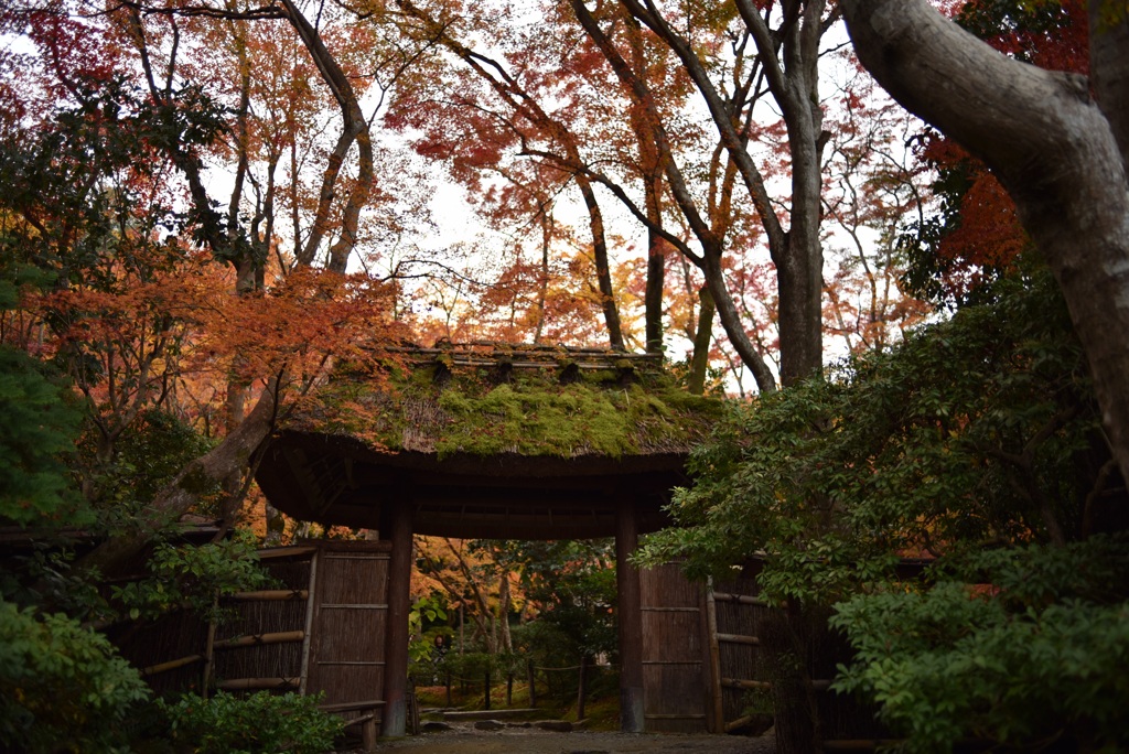 祇王寺の紅葉②