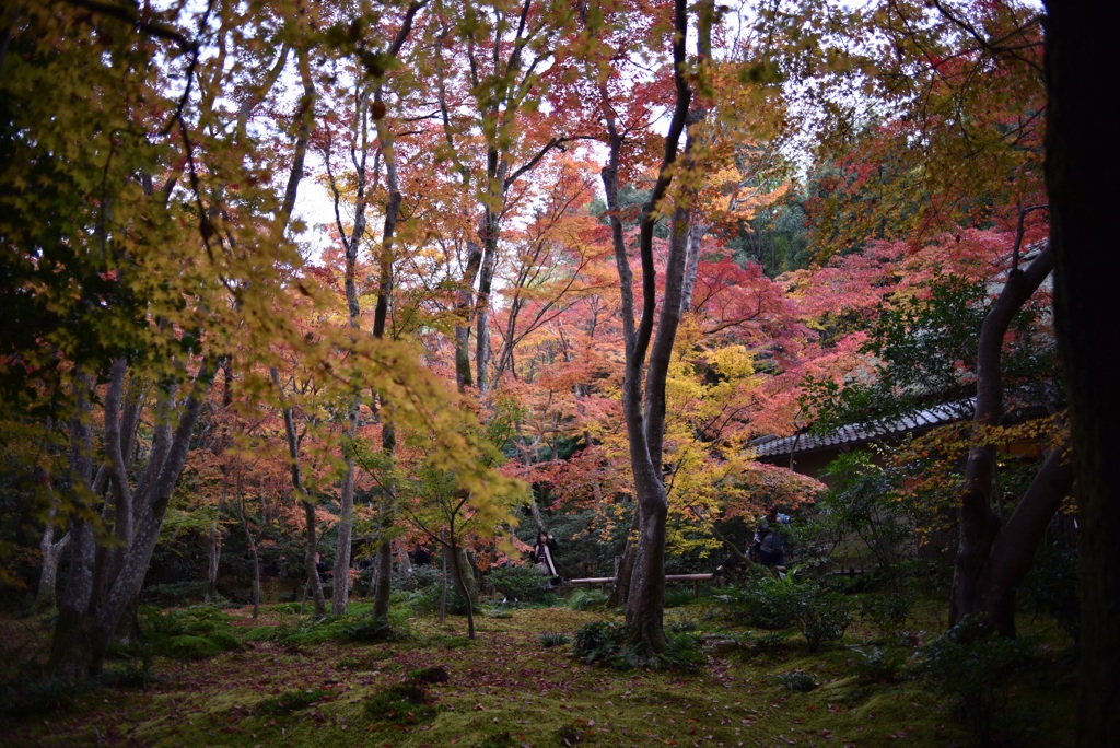 祇王寺の紅葉①