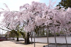 醍醐寺の桜①