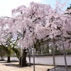 醍醐寺の桜①