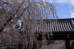 醍醐寺の桜③